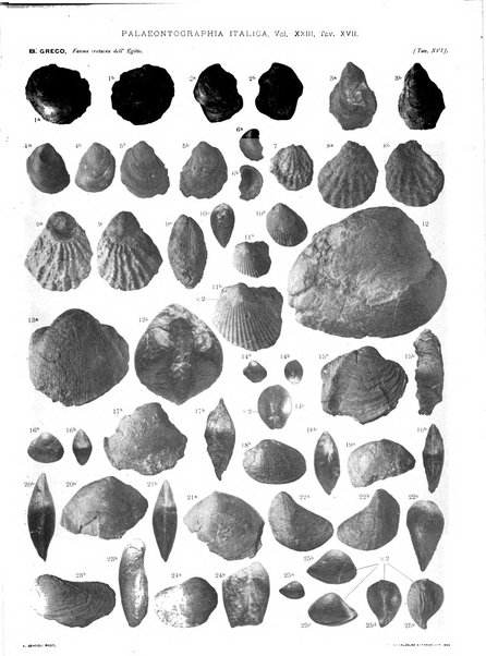 Palaeontographia Italica raccolta di monografie paleontologiche fondata da Mario Canavari nell'anno 1895