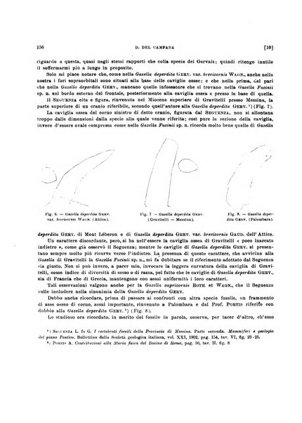 Palaeontographia Italica raccolta di monografie paleontologiche fondata da Mario Canavari nell'anno 1895