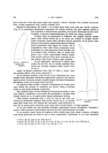 Palaeontographia Italica raccolta di monografie paleontologiche fondata da Mario Canavari nell'anno 1895