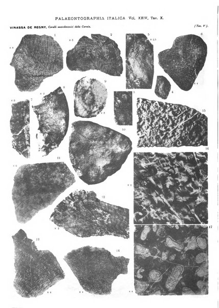 Palaeontographia Italica raccolta di monografie paleontologiche fondata da Mario Canavari nell'anno 1895