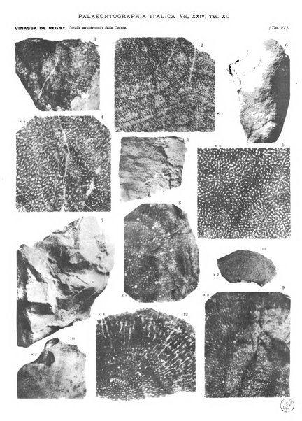 Palaeontographia Italica raccolta di monografie paleontologiche fondata da Mario Canavari nell'anno 1895