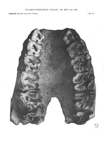 Palaeontographia Italica raccolta di monografie paleontologiche fondata da Mario Canavari nell'anno 1895