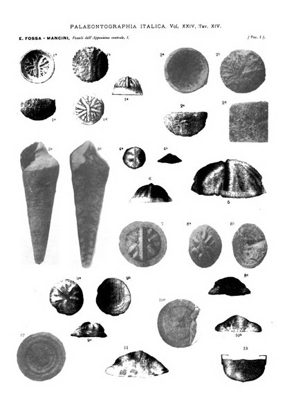 Palaeontographia Italica raccolta di monografie paleontologiche fondata da Mario Canavari nell'anno 1895