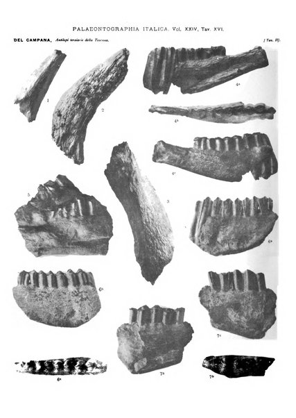 Palaeontographia Italica raccolta di monografie paleontologiche fondata da Mario Canavari nell'anno 1895