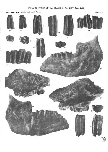 Palaeontographia Italica raccolta di monografie paleontologiche fondata da Mario Canavari nell'anno 1895