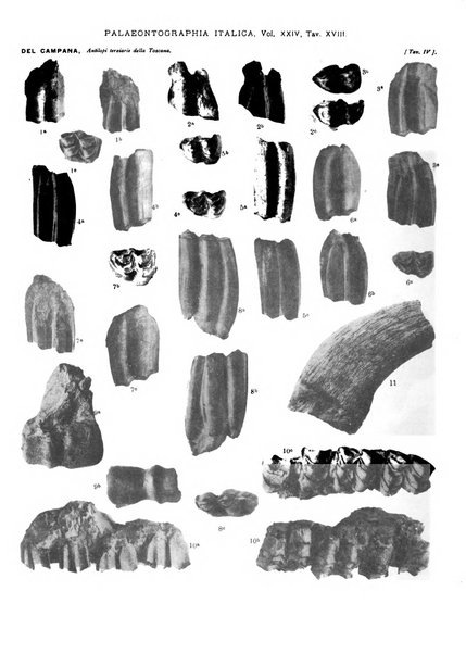 Palaeontographia Italica raccolta di monografie paleontologiche fondata da Mario Canavari nell'anno 1895