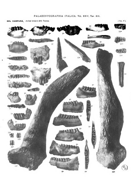 Palaeontographia Italica raccolta di monografie paleontologiche fondata da Mario Canavari nell'anno 1895