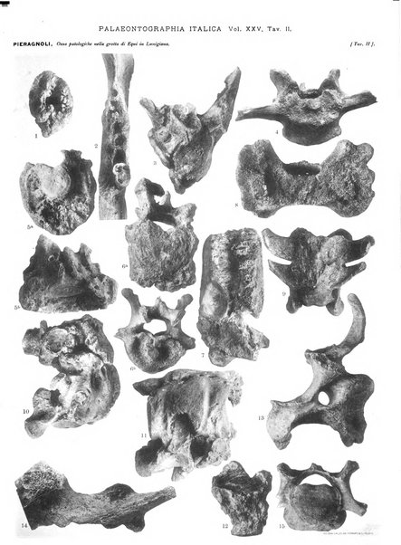 Palaeontographia Italica raccolta di monografie paleontologiche fondata da Mario Canavari nell'anno 1895