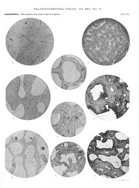 Palaeontographia Italica raccolta di monografie paleontologiche fondata da Mario Canavari nell'anno 1895