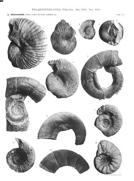 Palaeontographia Italica raccolta di monografie paleontologiche fondata da Mario Canavari nell'anno 1895