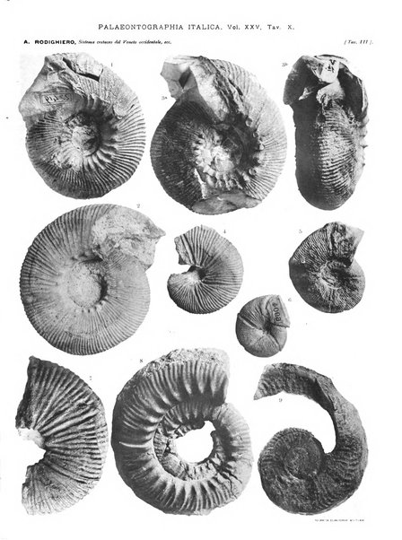 Palaeontographia Italica raccolta di monografie paleontologiche fondata da Mario Canavari nell'anno 1895