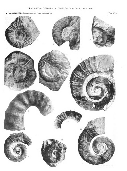 Palaeontographia Italica raccolta di monografie paleontologiche fondata da Mario Canavari nell'anno 1895