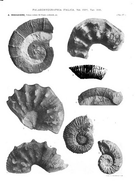 Palaeontographia Italica raccolta di monografie paleontologiche fondata da Mario Canavari nell'anno 1895