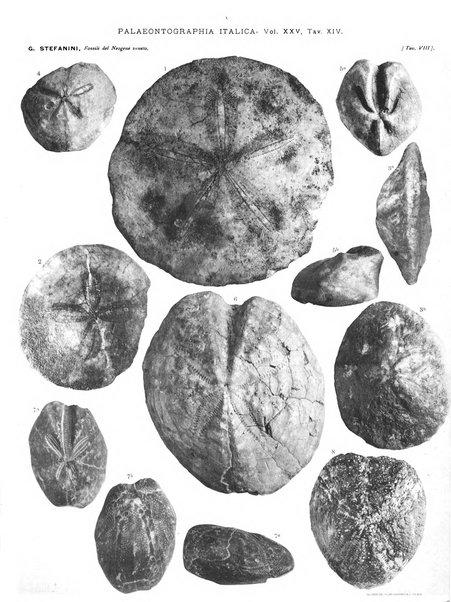 Palaeontographia Italica raccolta di monografie paleontologiche fondata da Mario Canavari nell'anno 1895