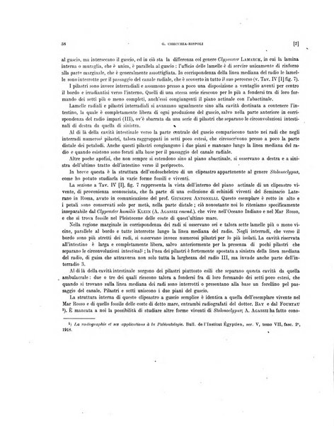 Palaeontographia Italica raccolta di monografie paleontologiche fondata da Mario Canavari nell'anno 1895