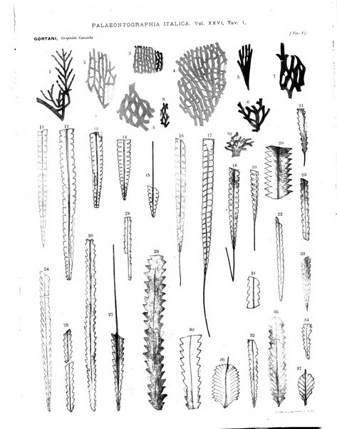 Palaeontographia Italica raccolta di monografie paleontologiche fondata da Mario Canavari nell'anno 1895