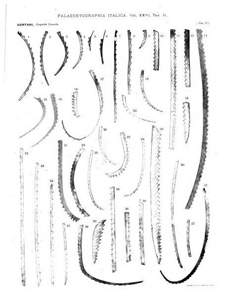 Palaeontographia Italica raccolta di monografie paleontologiche fondata da Mario Canavari nell'anno 1895