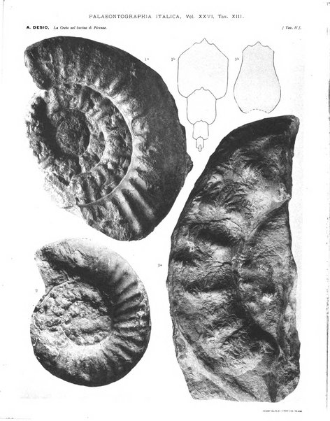 Palaeontographia Italica raccolta di monografie paleontologiche fondata da Mario Canavari nell'anno 1895