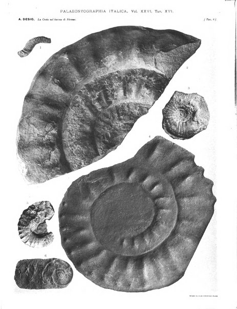 Palaeontographia Italica raccolta di monografie paleontologiche fondata da Mario Canavari nell'anno 1895