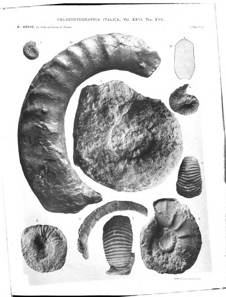 Palaeontographia Italica raccolta di monografie paleontologiche fondata da Mario Canavari nell'anno 1895