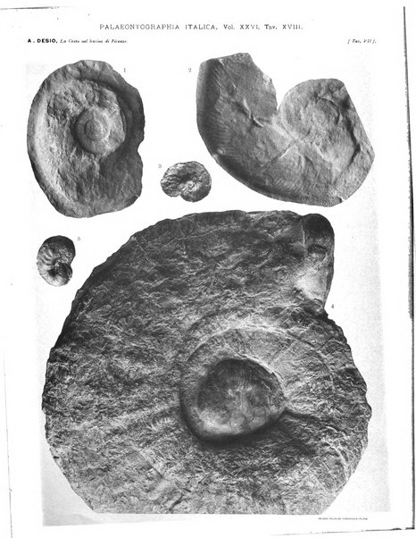 Palaeontographia Italica raccolta di monografie paleontologiche fondata da Mario Canavari nell'anno 1895