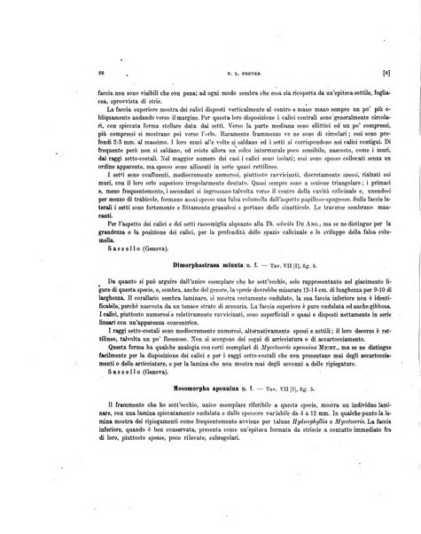 Palaeontographia Italica raccolta di monografie paleontologiche fondata da Mario Canavari nell'anno 1895