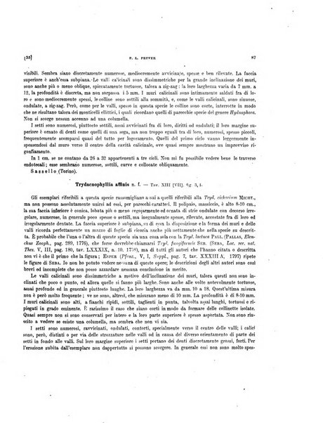 Palaeontographia Italica raccolta di monografie paleontologiche fondata da Mario Canavari nell'anno 1895