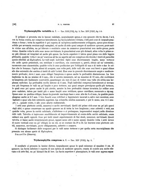 Palaeontographia Italica raccolta di monografie paleontologiche fondata da Mario Canavari nell'anno 1895