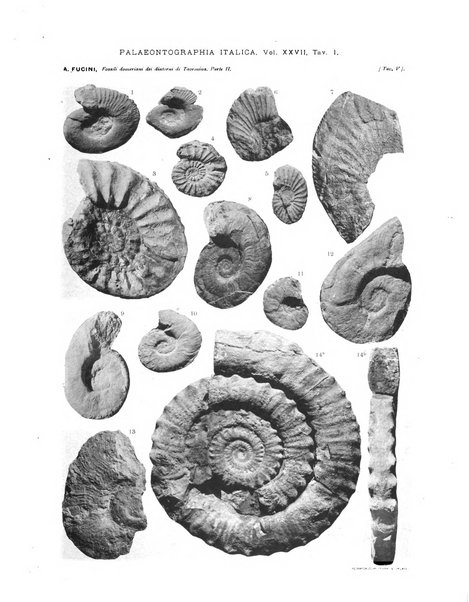 Palaeontographia Italica raccolta di monografie paleontologiche fondata da Mario Canavari nell'anno 1895