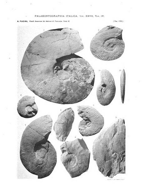 Palaeontographia Italica raccolta di monografie paleontologiche fondata da Mario Canavari nell'anno 1895