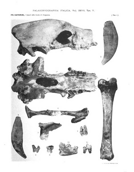 Palaeontographia Italica raccolta di monografie paleontologiche fondata da Mario Canavari nell'anno 1895