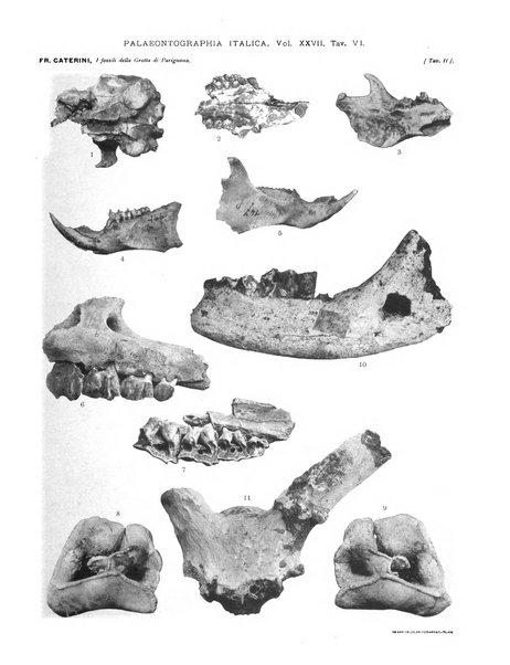 Palaeontographia Italica raccolta di monografie paleontologiche fondata da Mario Canavari nell'anno 1895