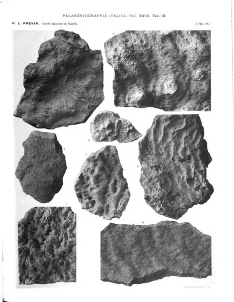 Palaeontographia Italica raccolta di monografie paleontologiche fondata da Mario Canavari nell'anno 1895