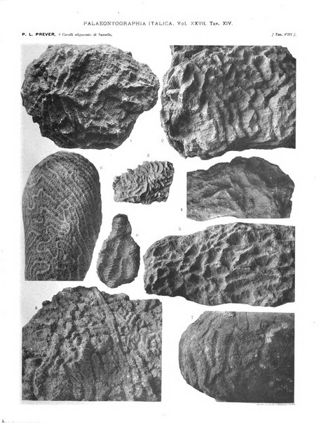 Palaeontographia Italica raccolta di monografie paleontologiche fondata da Mario Canavari nell'anno 1895