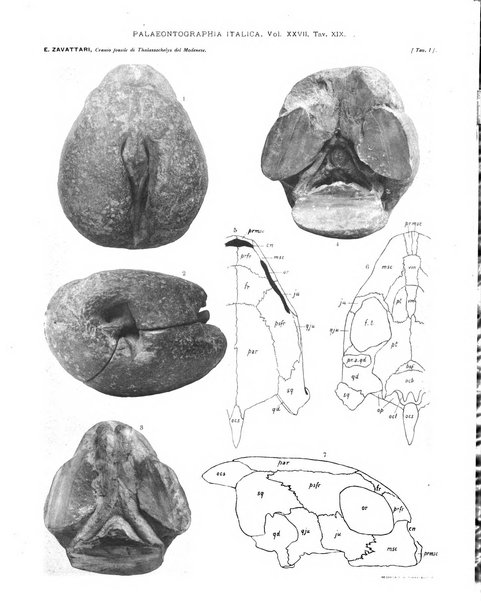 Palaeontographia Italica raccolta di monografie paleontologiche fondata da Mario Canavari nell'anno 1895