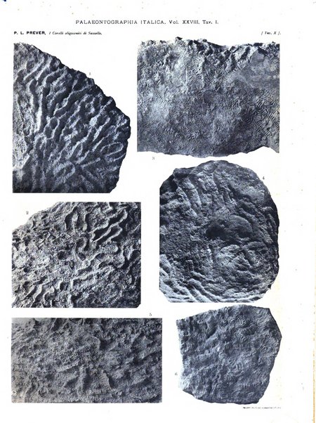 Palaeontographia Italica raccolta di monografie paleontologiche fondata da Mario Canavari nell'anno 1895