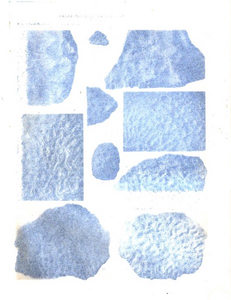 Palaeontographia Italica raccolta di monografie paleontologiche fondata da Mario Canavari nell'anno 1895