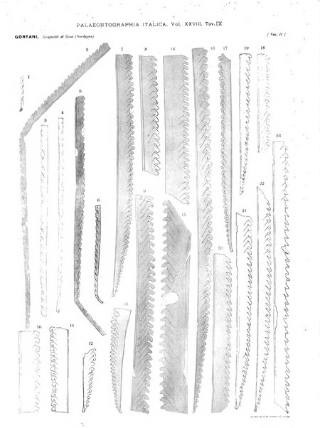 Palaeontographia Italica raccolta di monografie paleontologiche fondata da Mario Canavari nell'anno 1895