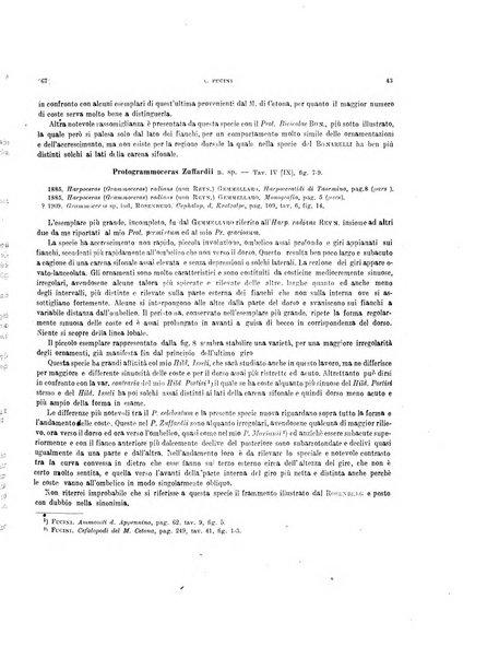 Palaeontographia Italica raccolta di monografie paleontologiche fondata da Mario Canavari nell'anno 1895