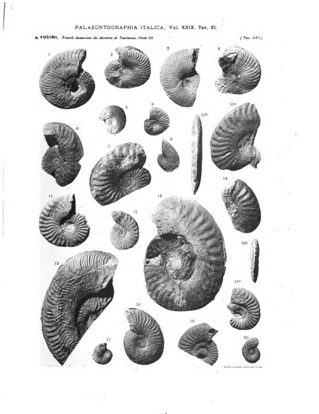 Palaeontographia Italica raccolta di monografie paleontologiche fondata da Mario Canavari nell'anno 1895