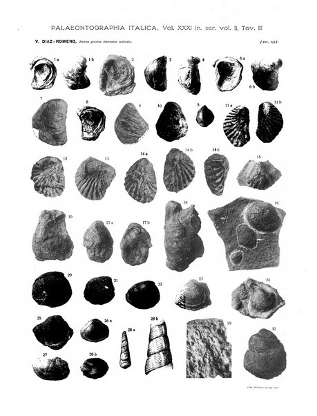 Palaeontographia Italica raccolta di monografie paleontologiche fondata da Mario Canavari nell'anno 1895