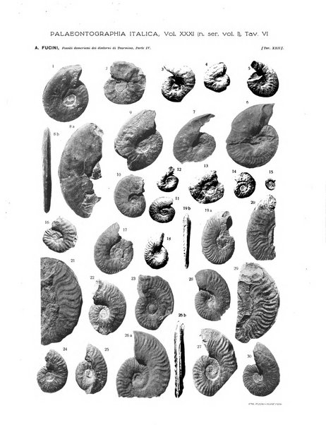 Palaeontographia Italica raccolta di monografie paleontologiche fondata da Mario Canavari nell'anno 1895