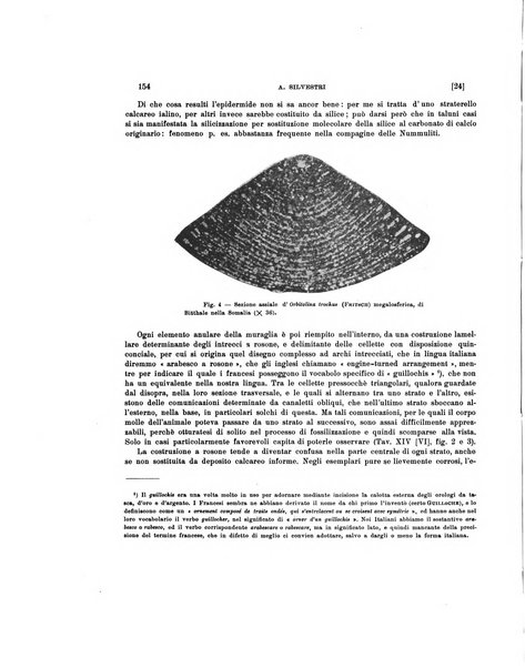 Palaeontographia Italica raccolta di monografie paleontologiche fondata da Mario Canavari nell'anno 1895