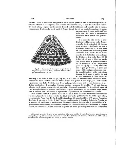 Palaeontographia Italica raccolta di monografie paleontologiche fondata da Mario Canavari nell'anno 1895