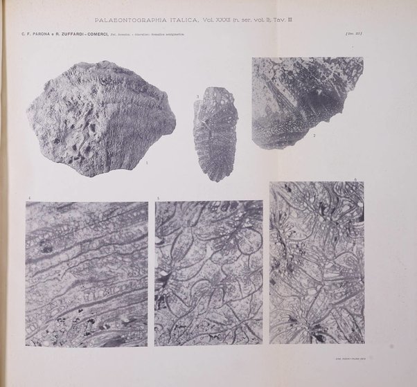 Palaeontographia Italica raccolta di monografie paleontologiche fondata da Mario Canavari nell'anno 1895