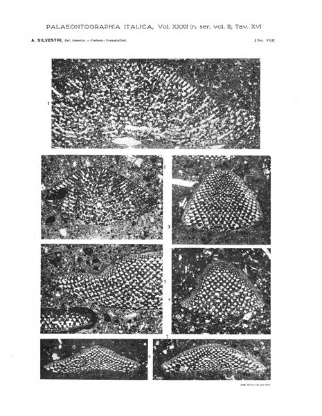 Palaeontographia Italica raccolta di monografie paleontologiche fondata da Mario Canavari nell'anno 1895