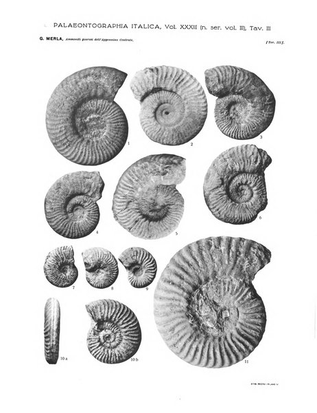 Palaeontographia Italica raccolta di monografie paleontologiche fondata da Mario Canavari nell'anno 1895