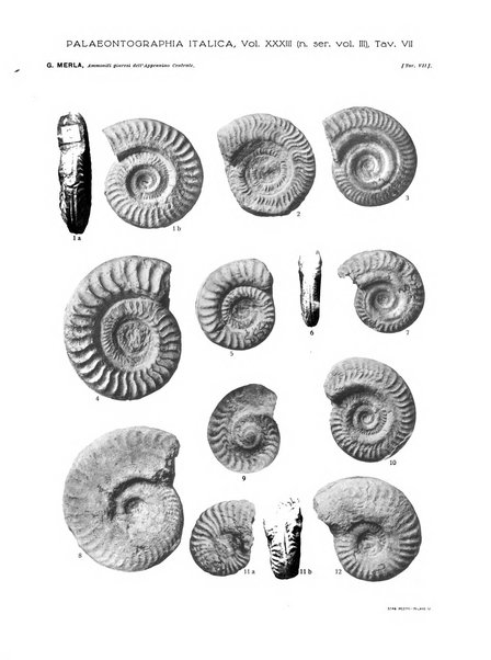 Palaeontographia Italica raccolta di monografie paleontologiche fondata da Mario Canavari nell'anno 1895