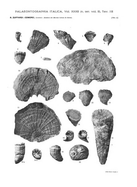 Palaeontographia Italica raccolta di monografie paleontologiche fondata da Mario Canavari nell'anno 1895