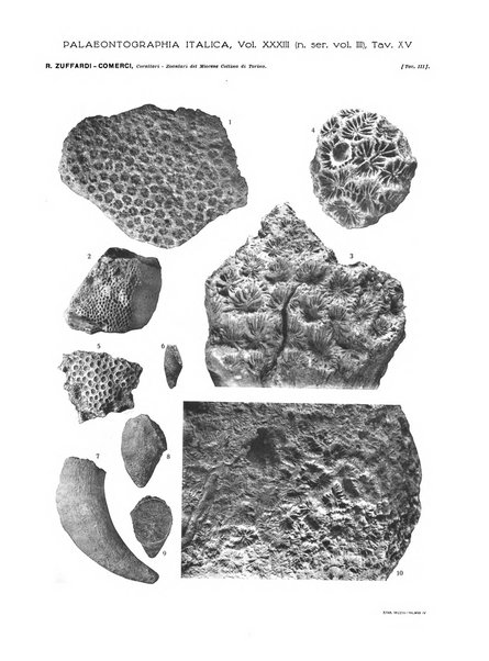 Palaeontographia Italica raccolta di monografie paleontologiche fondata da Mario Canavari nell'anno 1895